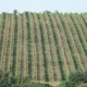 san-gabriele-vigna-01