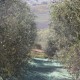 san-gabriele-olio-11