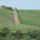 san-gabriele-vigna-03