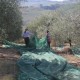 san-gabriele-olio-01